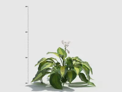 Hosta three plants in row 3D model