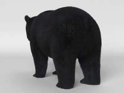 Black Bear 3D model