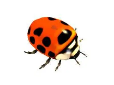 Animal Pack 3D model