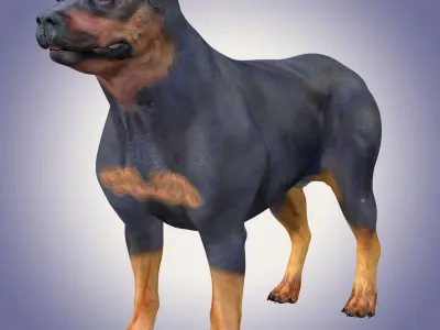 Rottweiler Dog Rig 3D model