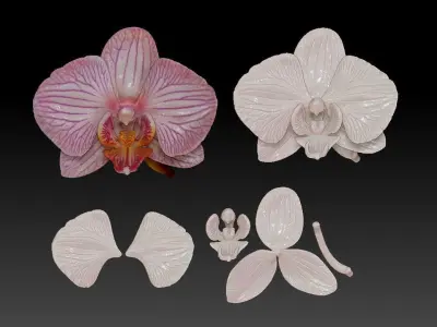 orchid flowers set 3D print model