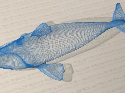 Northern Right Whale - Eubalaena Glacialis - Adult Male -  3D model