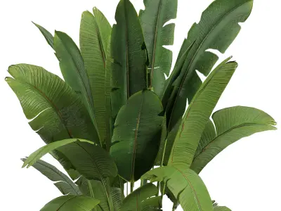 Indoor Plants 02 3D model