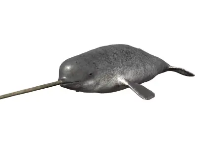 Narwhal Low-poly 3D model
