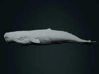 Realistic Sperm Whale High-poly  3D model