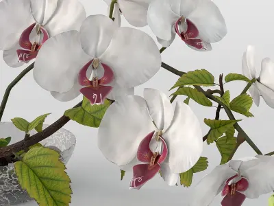 Orchid Flower Ikebana 3D model