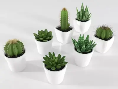 Succulent and Cactus in pot Low-poly 3D model