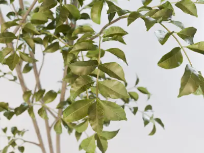 Fraxinus griffithii Tree 3 3D model