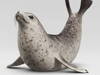 Harbor Seal 3D model