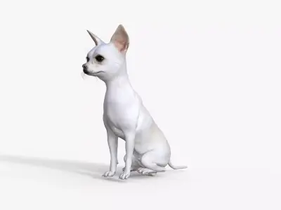 Cute 3D Chihuahua Dog Rigged 3D model