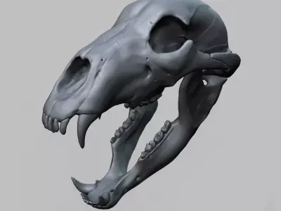 Bear skull  3D model