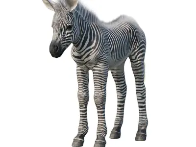 Baby zebra Low-poly 3D model