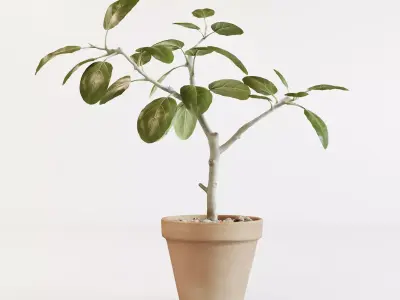 Ficus altissima 3D model