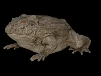 Toad Frog Low-poly 3D model