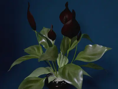 XfrogPlants Peace Lily 3D model