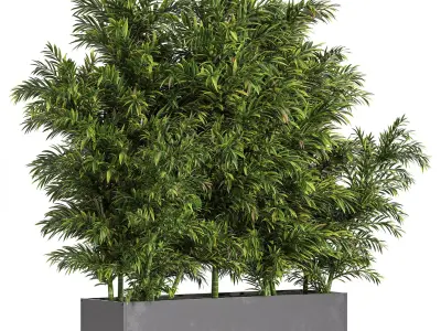 Palm in Plant Box 2 3D model
