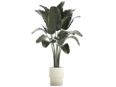 Beautiful Banana palm tree in a flower pot for decoration 1266 3D model
