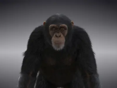Chimpanzee Animated VFX Grace 3D model