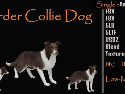 Border Collie Dog Low-poly 3D model