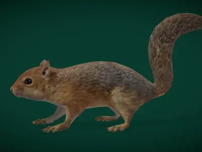 Fox Squirrel Rodent Low-poly 3D model