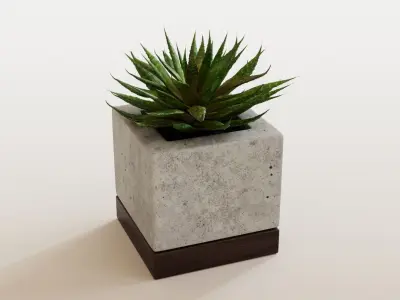 Small Aloes in concrete pot 3D model