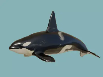 Killer whale Low-poly 3D model