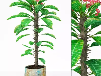 Plant 7 hibiscus flower 3D model