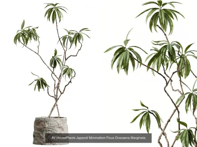 AV 25 Different SETS Of Japandi Minimalism Ficus 3D Model  3D Model Collection