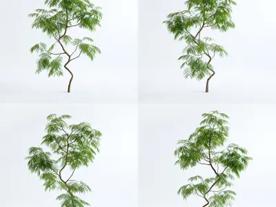 Everfresh Tree 2M - Cojoba arborea var angustifolia 3D model