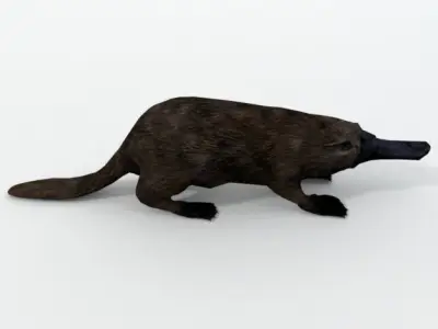 Platypus Low-poly 3D model