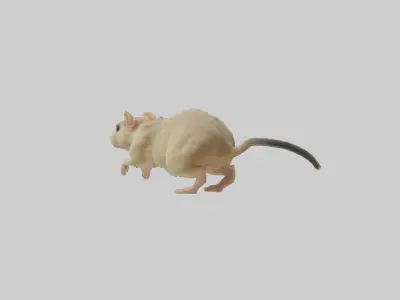 Mongolian Gerbil running model 3D model