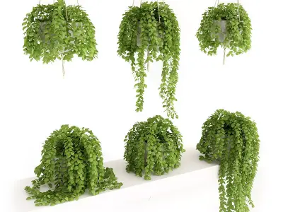 Plants Set hanging on shelf 3D model