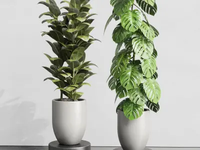 indoor plant ravenala ficus rubbery monstera  Low-poly 3D model