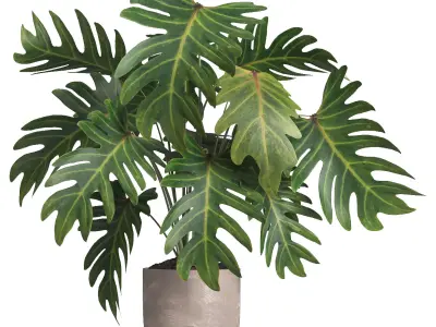 indoor plant 014 3D model