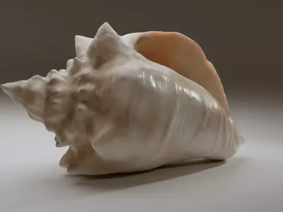 Conch Shell Low-poly 3D model