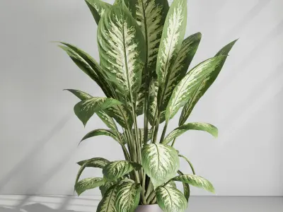 Collection  indoor plant set 05