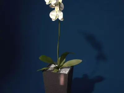 XfrogPlants Orchid 3D model