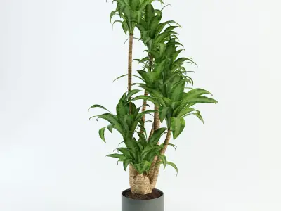 Palm tree in flowerpot 3D model