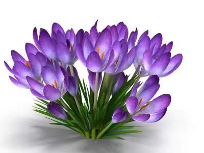Crocus magenta 3D model