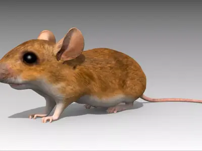 Mouse Low-poly 3D model
