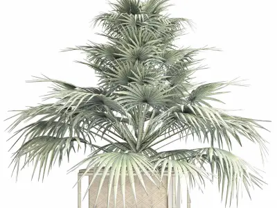 Plants Collection 167 Arabian Sabal Minor 3D model
