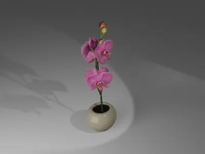 Orchidea orchid in vase Free 3D model