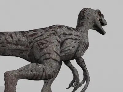 Female Alpha Raptor - 8K - Animated 3D model