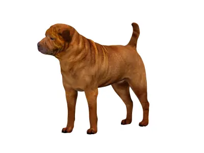 Shar Pei Dog Low-poly 3D model