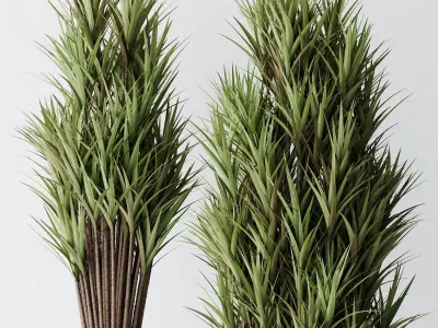 HQ Plants Yucca Elephantipes Gigantea Vase Set05 3D model