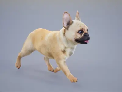 French Bulldog Animated UNREAL project  Maya base rig 3D model