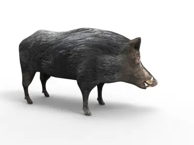 3D Black Wild Boar Rigged Low-poly 3D model