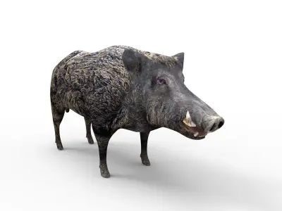 3D Wild Boar Rigged and Animated  Low-poly 3D model