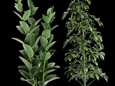 Indoor plant collection 03 3D model