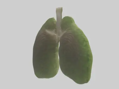 Frog Lungs 3D model